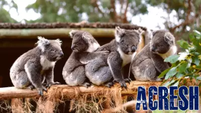 A New Perspective: Down Under